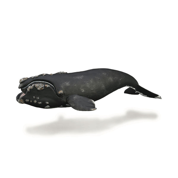 CollectA Right Whale Figure (Extra Large)