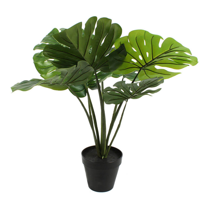 Plante en Pot 60cm